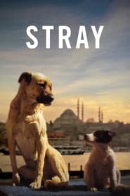 stray-2020-legendado-online